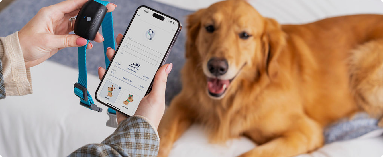 Clinical efficacy and tolerance of an extract of green-lipped mussel (Perna canaliculus) in dogs presumptively diagnosed with degenerative joint disease